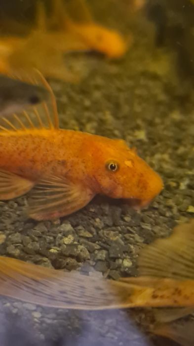 Młode glonojady red, krótka płetwa