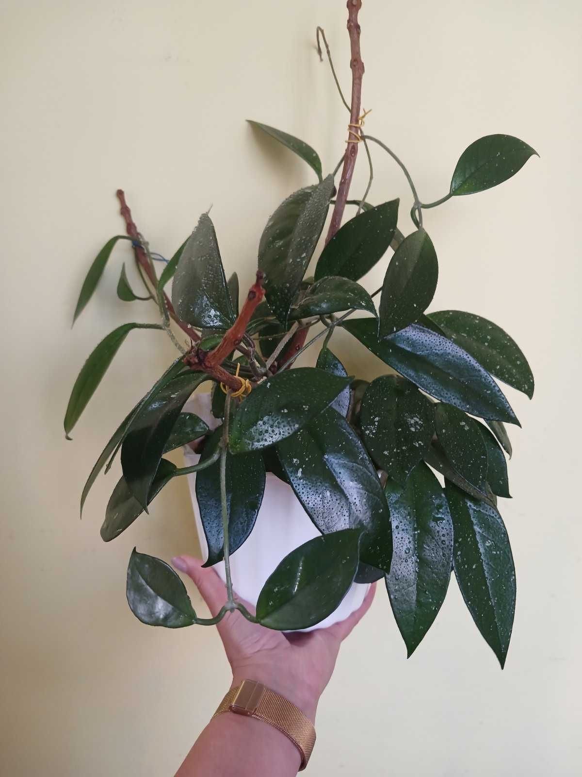 Хойя, хоя (Hoya carnosa), лиана, декоративно-лиственные