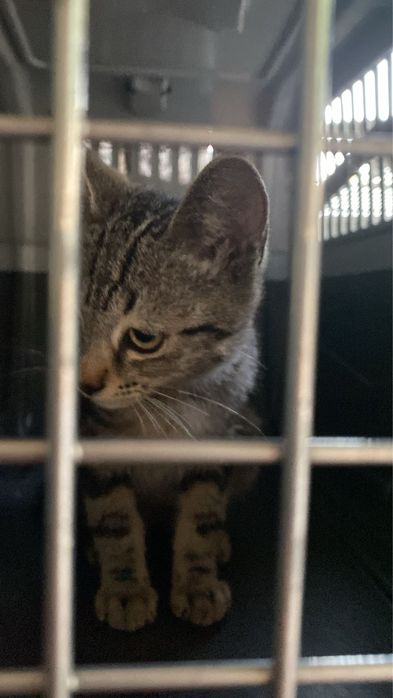 Dou gatos bebes zona abragao/penafiel