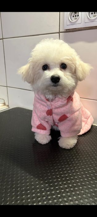 Bichon frise  suczka BiBi  ZKwP fci cudo