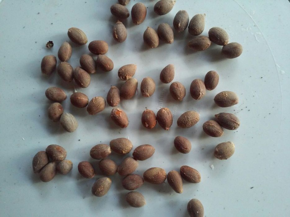 Palmeiras washingtonia robusta e sementes e de leque da europa