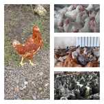 Продам кури несушки! Доставка безкоштовна. Кринички!