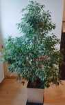 Figowiec benjamina