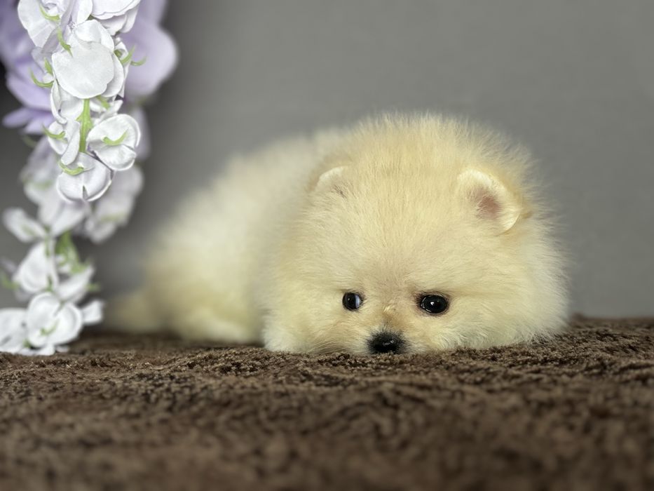 Крихітка померанського шпіца