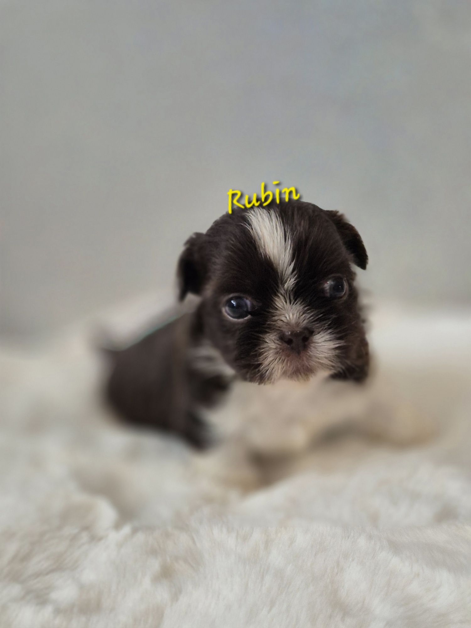 Shih tzu Rubin cudowny