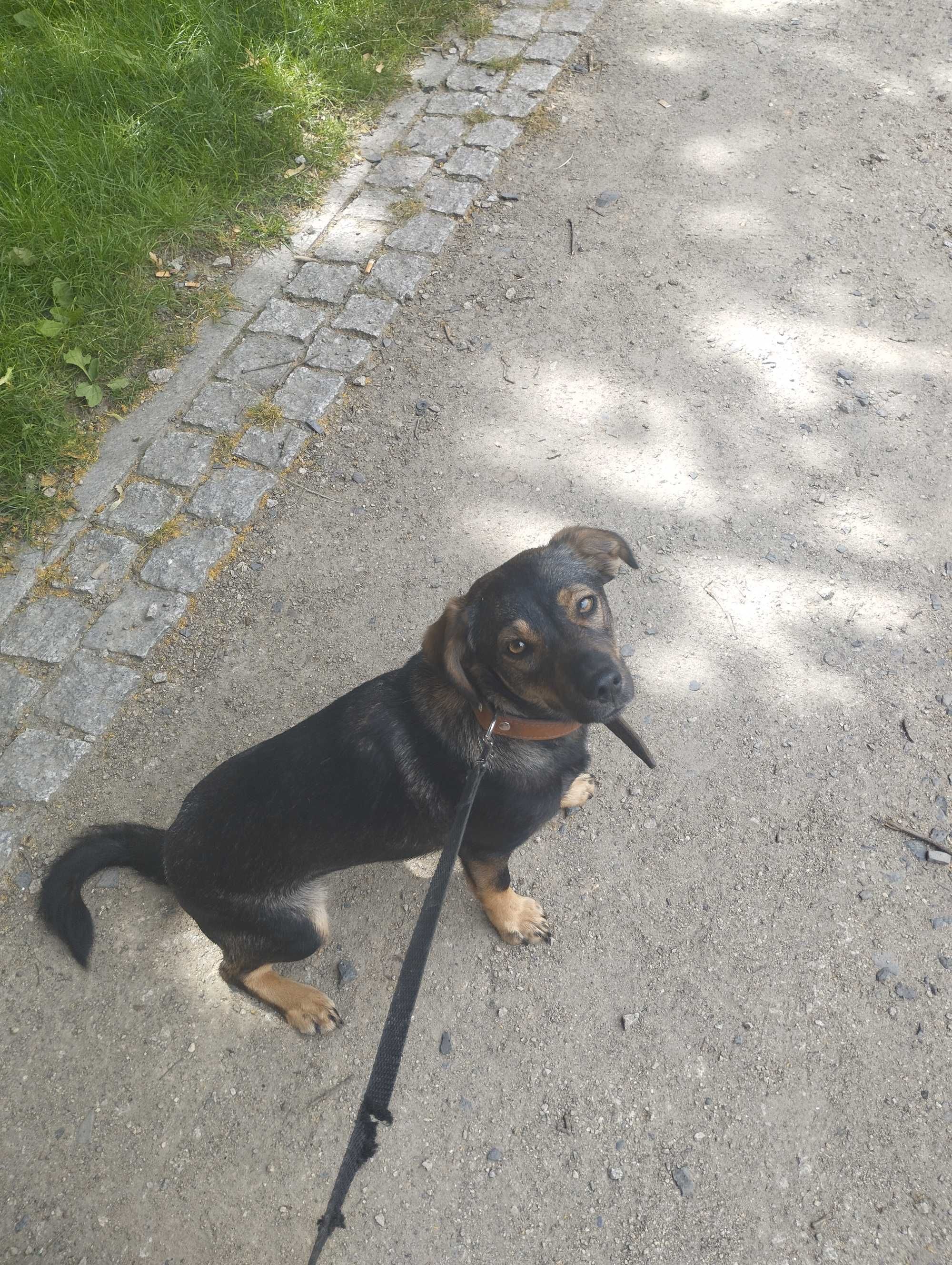 Oddam pieska za darmo
