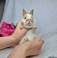 Карликовые мини кролики, карликові міні кролики, голландский