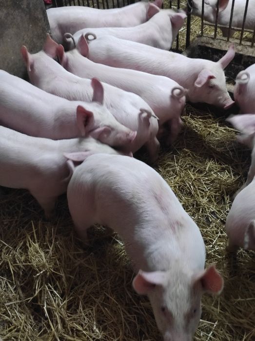 Prosięta,prosiaki,warchlaki,10 sztuk,9 tygodni,transport