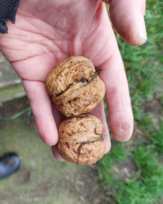 Orzechy włoskie z przydomowego sadu, zbiór 2025.