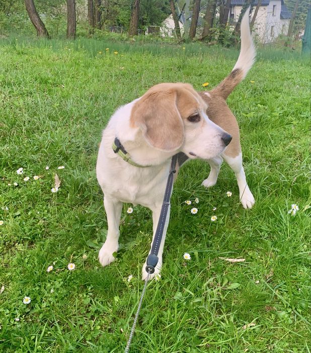 Oddam psa - suczka w typie rasy Beagle