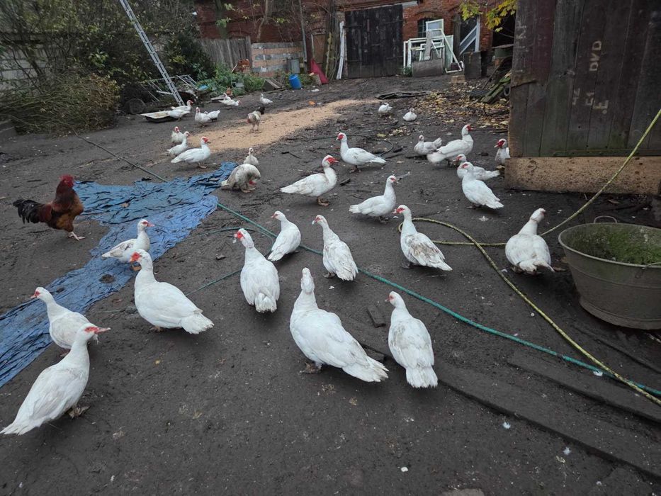 Kaczki, kaczory francuskie