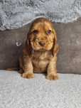 Cocker spaniel angielski - piesek z rodowodem