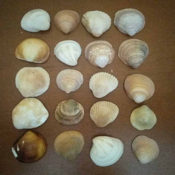 Muszle morskie akwarium