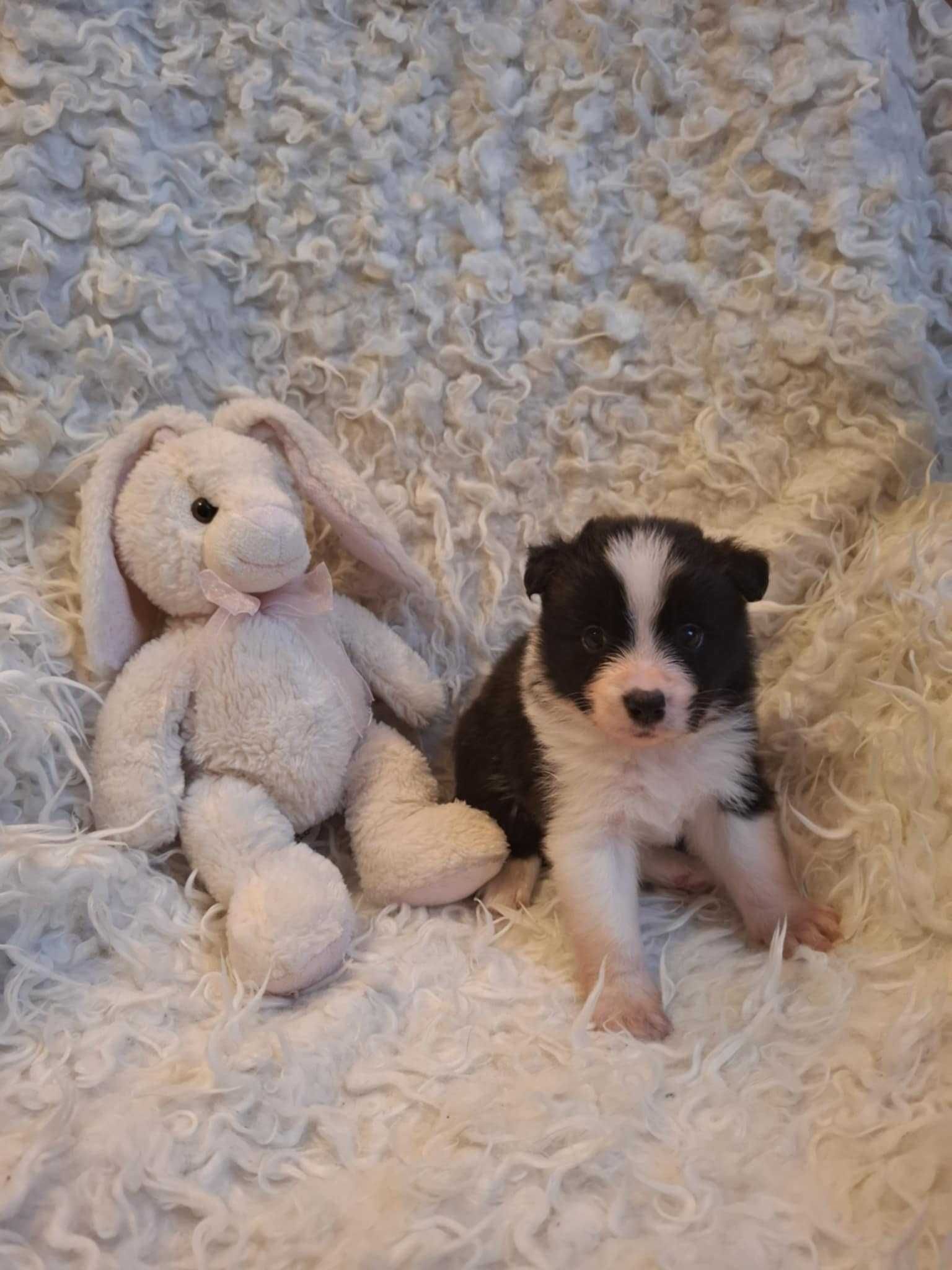 szczeniaki border collie