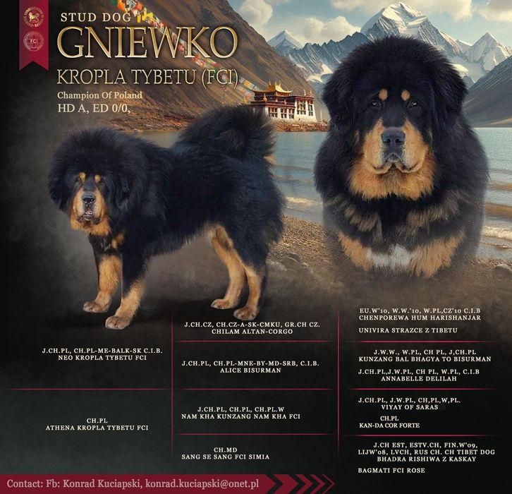 Mastif Tybetański FCI reproduktor krycie