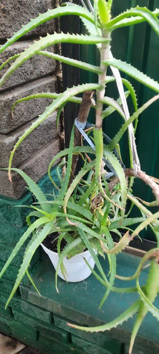 Продам кімнаті рослини Алоє вера віком від 5років