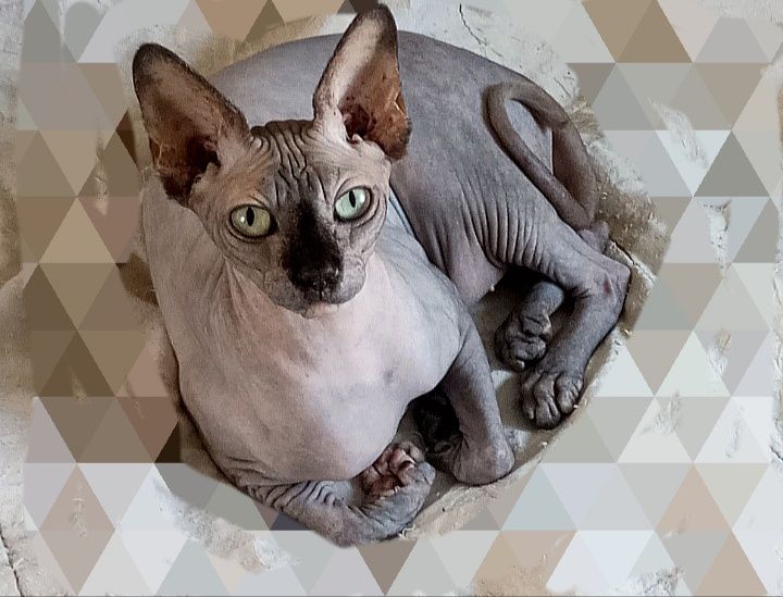 Сфінкс. Дівчинка. Мурколиве диво.