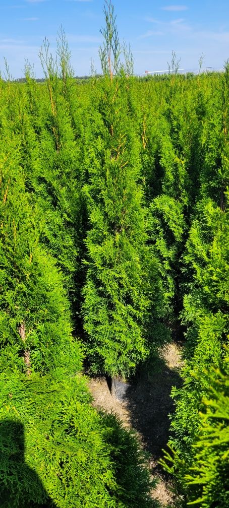 Tuja Smaragd 120 cm tuje 150 szmaragd 100 brabant 80 laurowisnia ełk