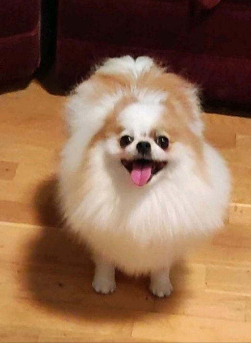 Груминг собак в Славянске!