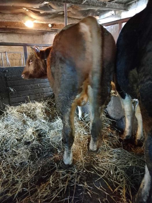 Sprzedam byka mięsnego