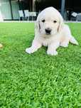 Golden  macho lindo