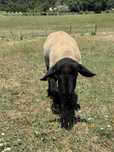 Macho suffolk puro