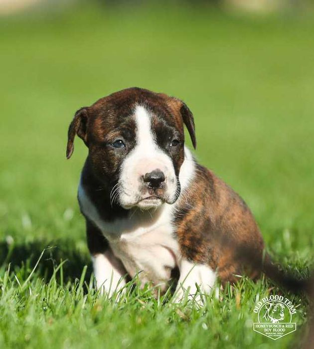 American Pit Bull  APBT , jedyne takie w Europie