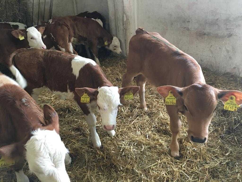 Cielęta, byczki simental limousine angus - towar mięsny.