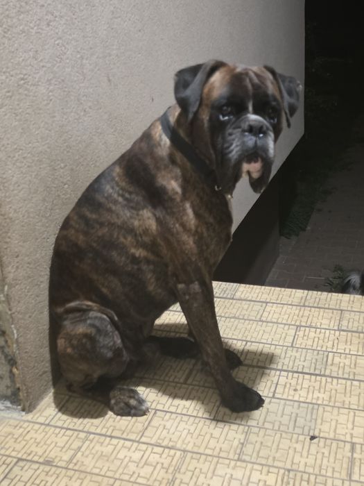 Oddam za darmo boksera