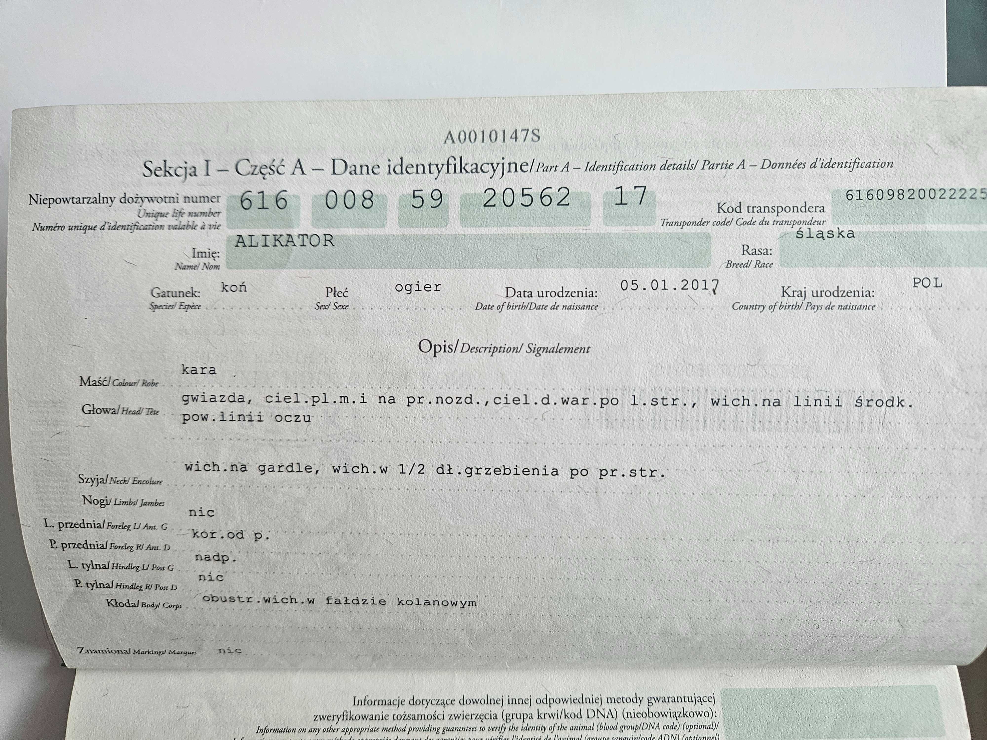 ALIKATOR 8 letni wałach rasy śląskiej.