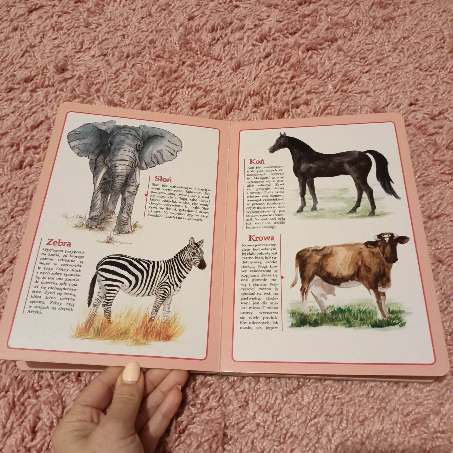 Książka,, atlas zwierząt dla dzieci,,