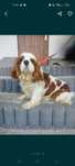 Cavalier king cherles pies