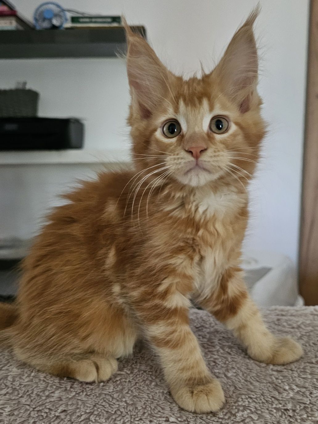 Kotka Maine Coon