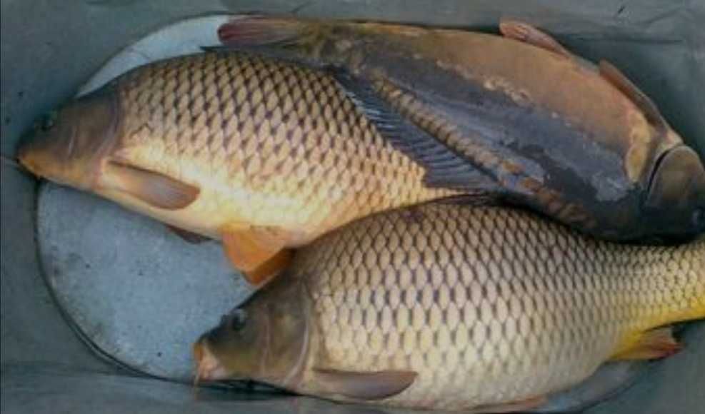 Продам живу рибу