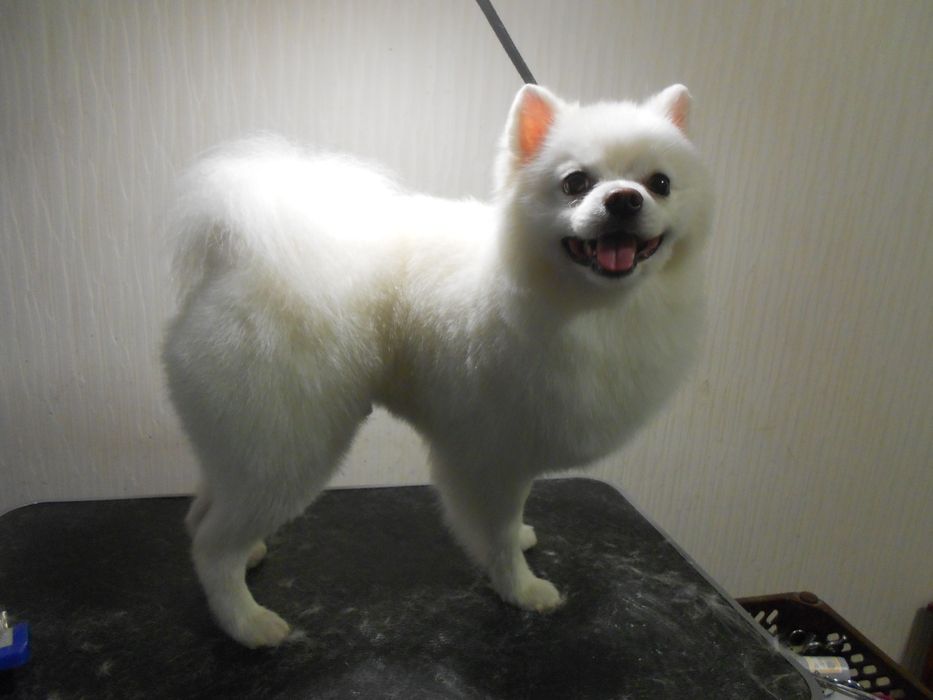 Стрижка собак и кошек