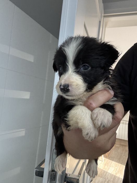 Border collie czarno biały