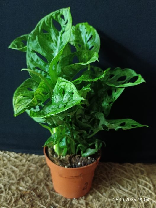 Monstera adansonii