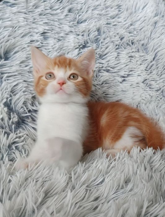 Огненно-рыжий) Мальчишка-позитивчик Шотландской породы в окрасе d2203