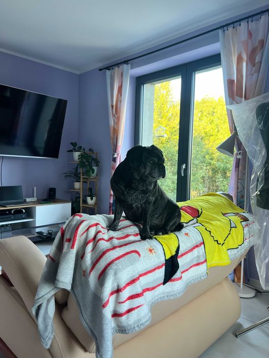 Wyjeżdżasz? Zostaw pieska w dobrych łapkach! Hotel dla psów PAPITKO