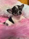 Suczka chihuahua