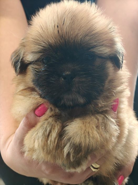 Shihtzu szczeniaczek