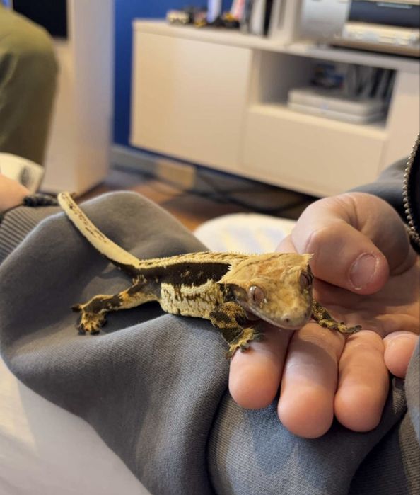 Gekon orzesiony wraz z terarium 60x40x40