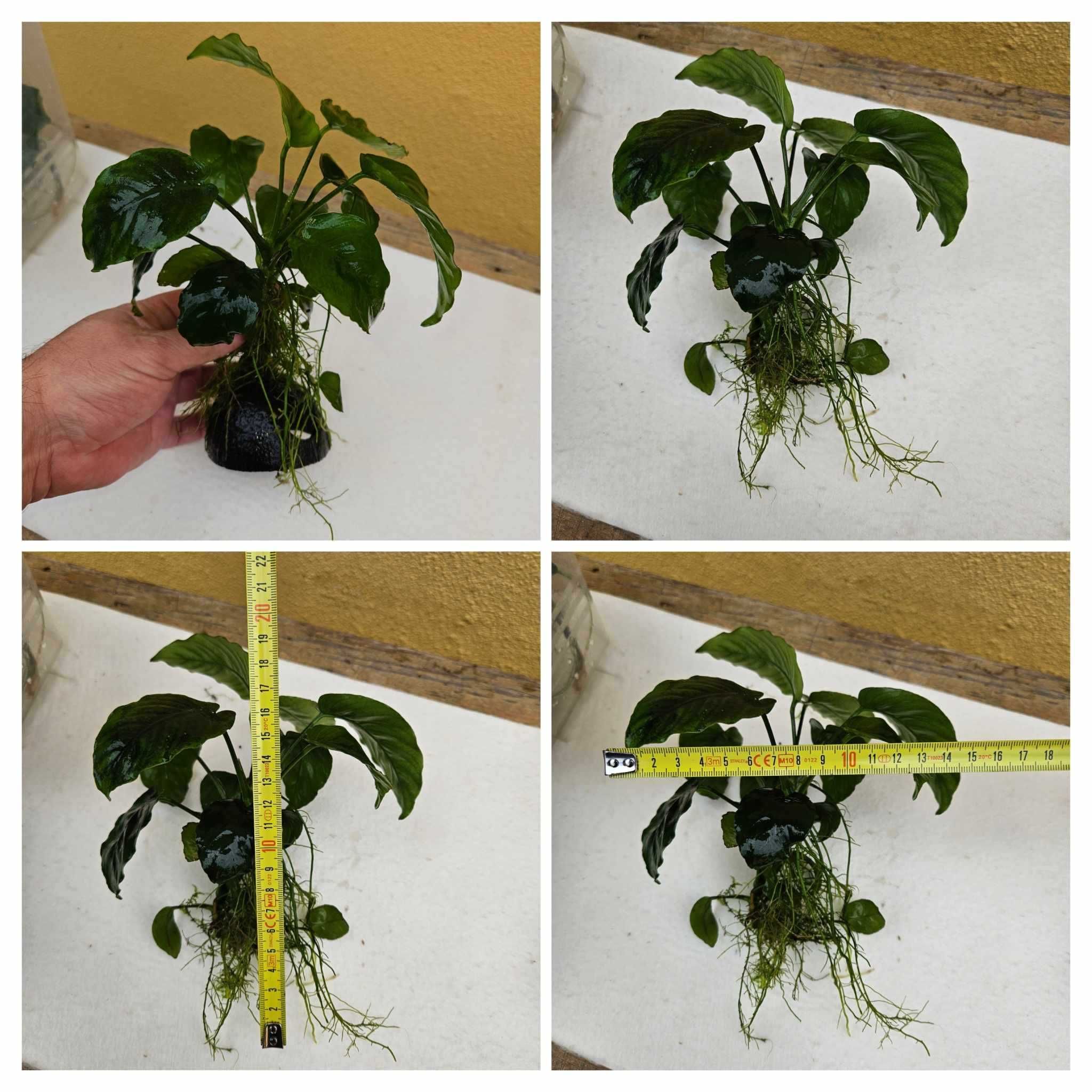 Anubias Muito  Grandes