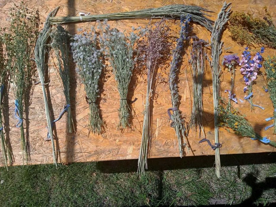 Сухоцвіти( мак, льон, кермек, лаванда,жито,овес,лагурус,фізаліс)