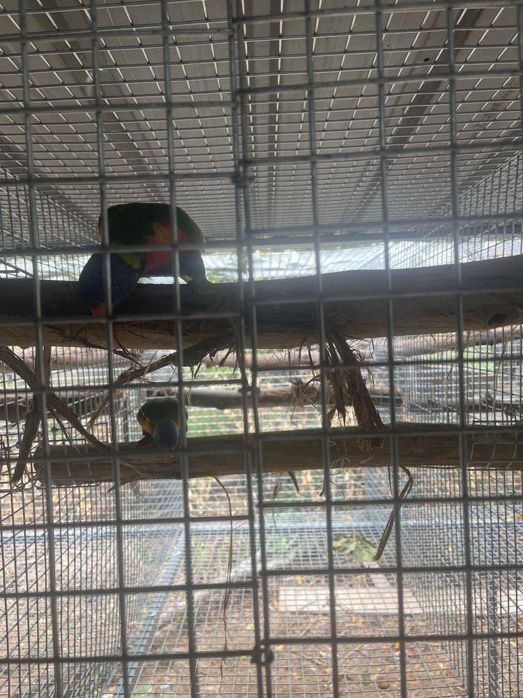 Casal de loris reprodutor/ring neck e red rumped