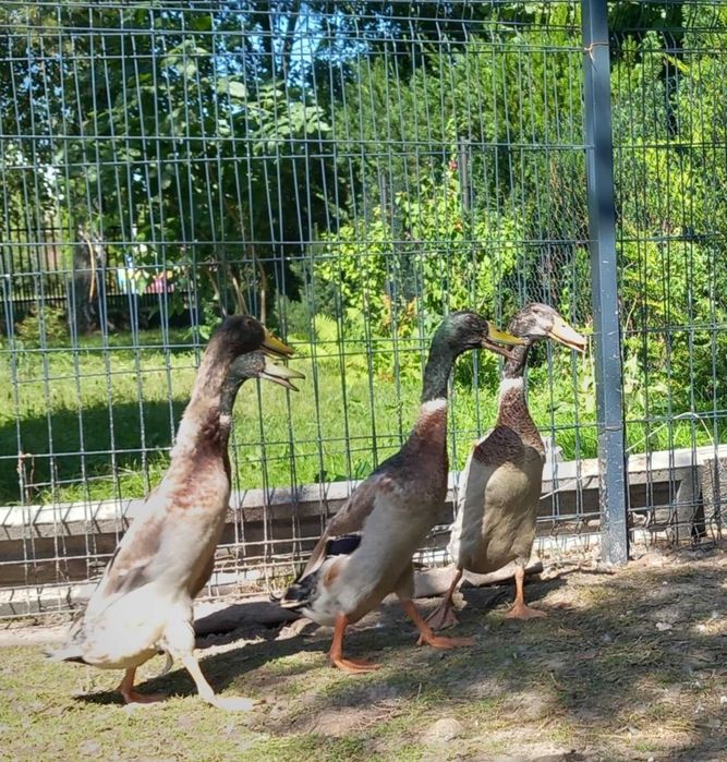 Kaczory biegusy indyjskie