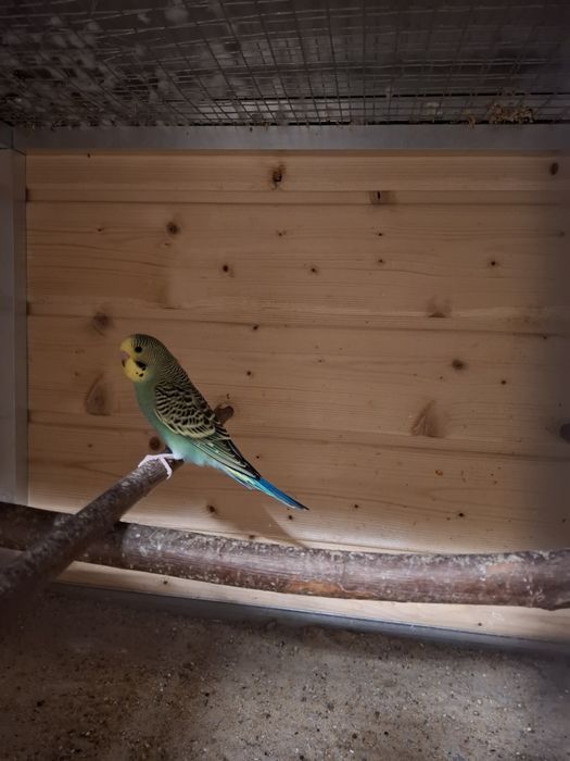 Sprzedam papugi faliste samce