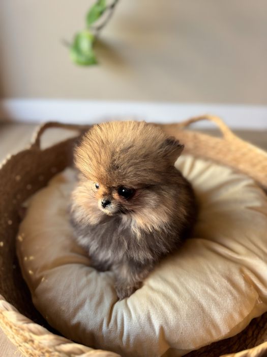 Xxxs pomeranian chlopiec