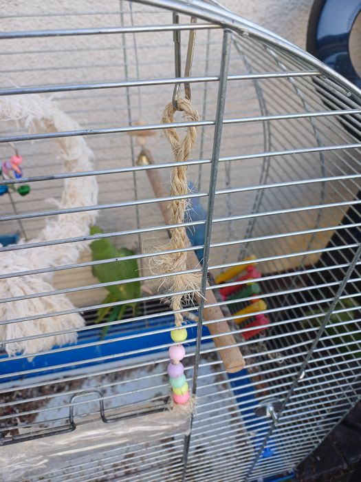 Aleksandreta obrożna