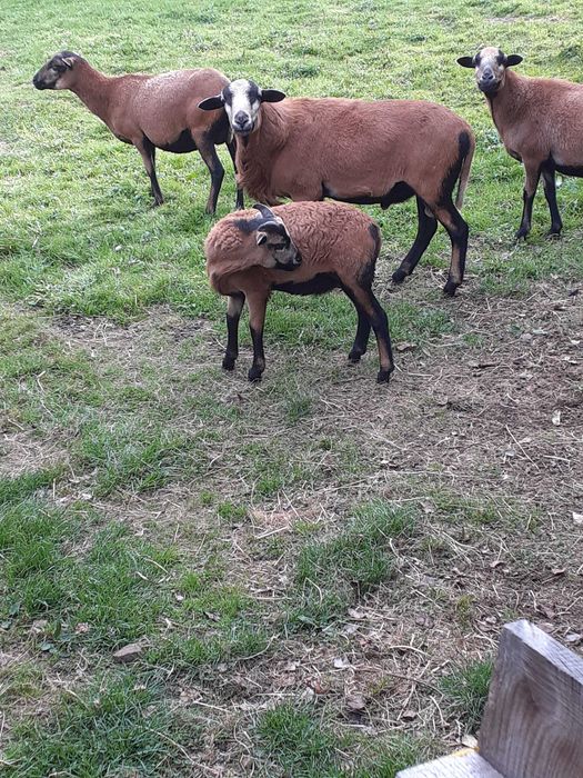 Owce kamerunskie baranek